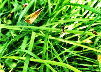 Close-up of insect on leaf