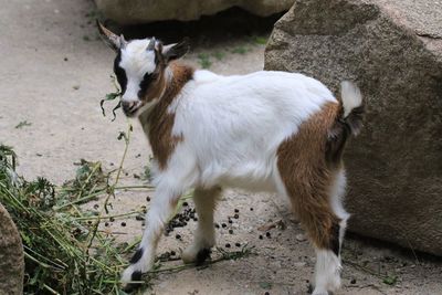 High angle view of kid goat grazing by rock