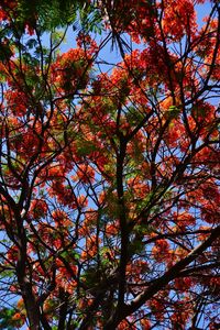 Low angle view of tree against sky during autumn