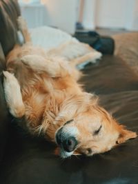 Close-up of a dog sleeping at home