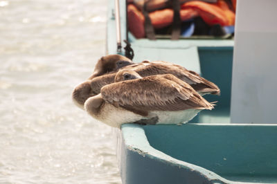 Two pelicans sleep on a ship. fishing boat on a mexican caribbean beach