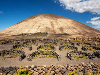 The vulcanic wine, special vineyards on lanzarote, spain