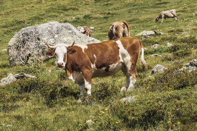 Cows standing in field