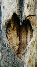 Full frame shot of tree trunk