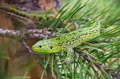 Close-up of lizard on tree