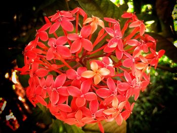 Close-up of red flowers blooming outdoors