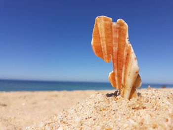 Close-up of leaf on beach against blue sky