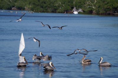 Birds flying over water