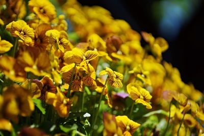 Close-up of yellow flowering plant