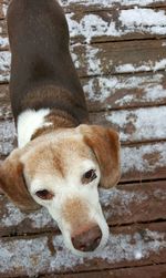 Close-up portrait of dog