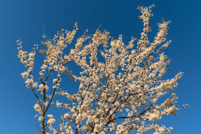 Low angle view of cherry blossom tree against blue sky