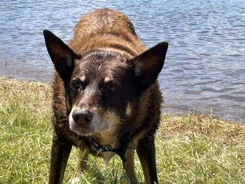 The intense stare of a kelpie dog ready to play