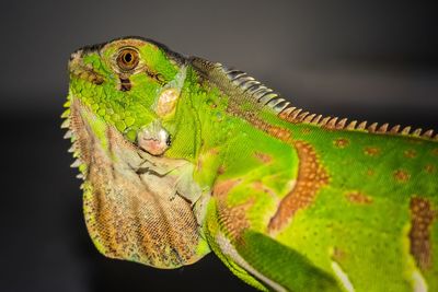 Close-up of lizard