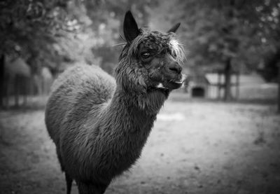 Close-up of animal looking away while standing on field