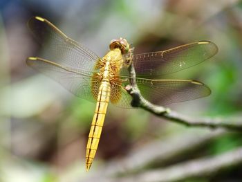 dragonflies and damseflies