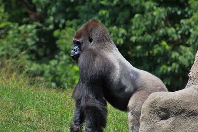 Close-up of monkey on field