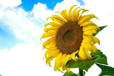 Low angle view of sunflower against sky