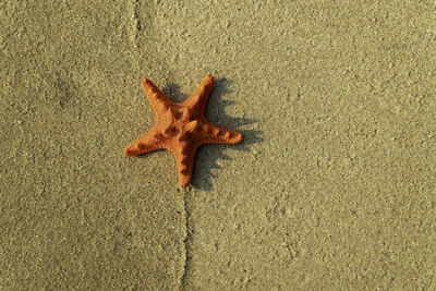 High angle view of crab on sand