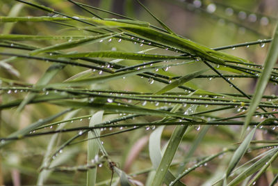 Close-up of wet grass during rainy season