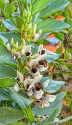 Close-up of plant