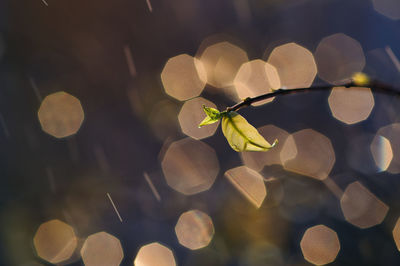 Close-up of plants against blurred background