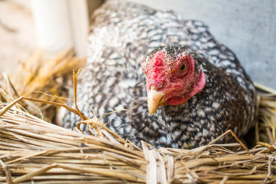 Close-up of chicken in nest