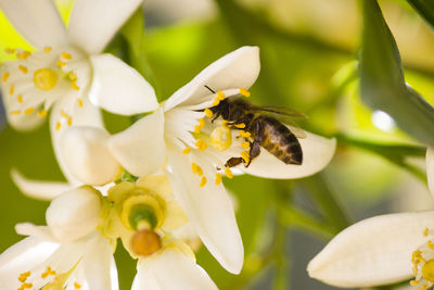 Close-up of bee on flower