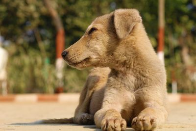 Close-up of dog looking away