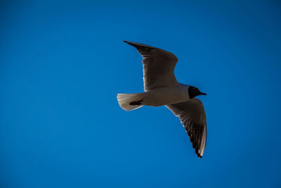 Low angle view of seagull flying in sky