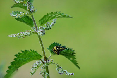 Close-up of insect on plant