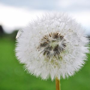 Close-up of white dandelion flower