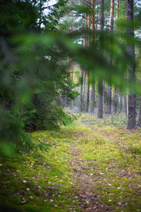 Trees growing in forest