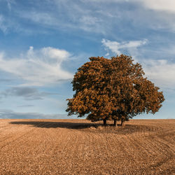 Tree on field against sky