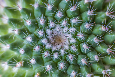 Full frame shot of succulent plants