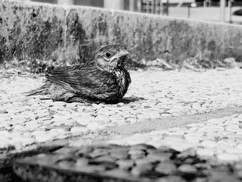 Close-up of a bird on land