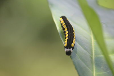 Close-up of insect on leaf