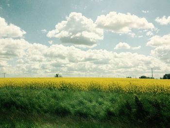 Scenic view of field against sky