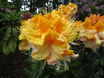 Close-up of yellow flowering plants