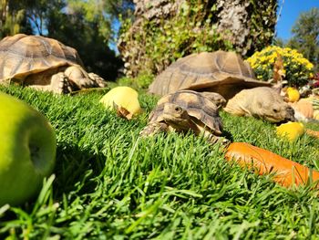 Tortoise trio