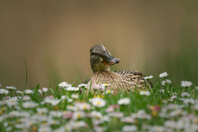 Close-up of bird perching on field