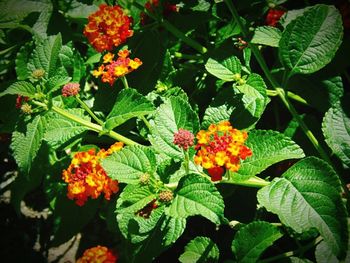 Close-up of yellow flowers blooming outdoors
