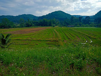 Scenic view of agricultural field against sky