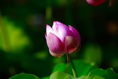 Close-up of pink tulip blooming outdoors