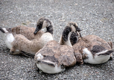 High angle view of ducks on rock