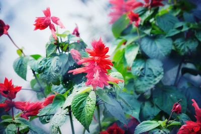 Close-up of red flowering plant