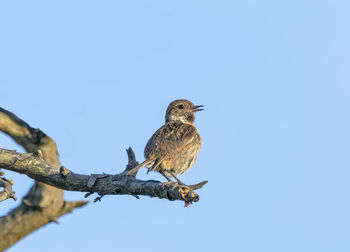 Low angle view of bird perching on branch against clear blue sky