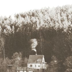 House amidst trees and plants in forest