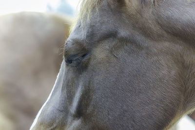 Close-up of horse