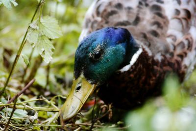 Close-up of bird perching on plant