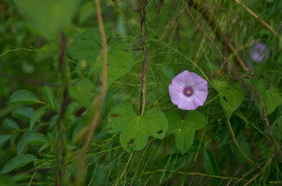 Close-up of purple flower